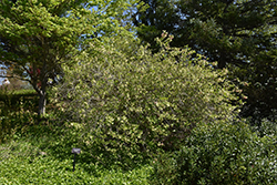 Weigela (Weigela subsessilis) at Lakeshore Garden Centres