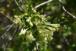 Weigela (Weigela subsessilis) at Lakeshore Garden Centres