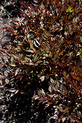 Mars Astilbe (Astilbe x arendsii 'Mars') at Lakeshore Garden Centres