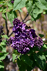 Agincourt Beauty Lilac (Syringa vulgaris 'Agincourt Beauty') at Peter Knippel Garden Centre