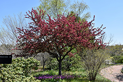Adams Flowering Crab (Malus 'Adams') at Lakeshore Garden Centres
