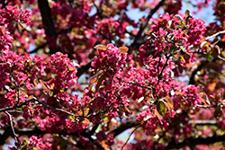 Adams Flowering Crab (Malus 'Adams') at Lakeshore Garden Centres