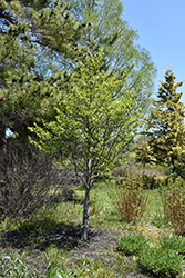 Korean Stewartia (Stewartia koreana) at Lakeshore Garden Centres