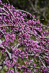 Lavender Twist Redbud (Cercis canadensis 'Covey') at Lakeshore Garden Centres