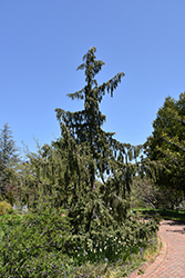 Weeping Nootka Cypress (Chamaecyparis nootkatensis 'Pendula') at Peter Knippel Garden Centre