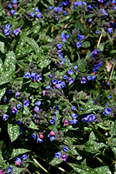 Samurai Lungwort (Pulmonaria 'Samurai') at Lakeshore Garden Centres