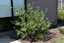 Mt. Aso Pink Japanese Pussy Willow (Salix gracilistyla 'Mt. Aso') at Lakeshore Garden Centres