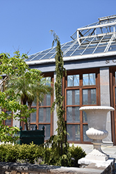 Stricta Weeping Nootka Cypress (Chamaecyparis nootkatensis 'Stricta') at Lakeshore Garden Centres