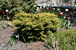 Compact Bronze Hinoki Cypress (Chamaecyparis obtusa 'Pygmaea Aurescens') at Lakeshore Garden Centres