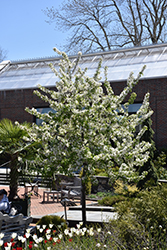 Sugar Tyme Flowering Crab (Malus 'Sugar Tyme') at Lakeshore Garden Centres