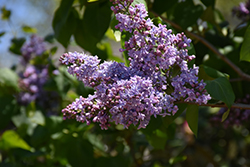 Olivier De Serres Lilac (Syringa vulgaris 'Olivier De Serres') at Lakeshore Garden Centres