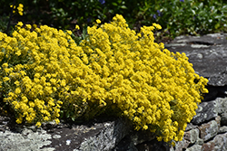 Citrina Aurinia (Aurinia saxatilis 'Citrina') at Lakeshore Garden Centres