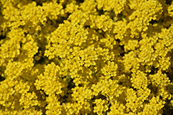 Citrina Aurinia (Aurinia saxatilis 'Citrina') at Lakeshore Garden Centres