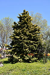 Confucius Hinoki Falsecypress (Chamaecyparis obtusa 'Confucius') at Lakeshore Garden Centres