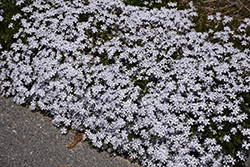 Allegheny Smoke Moss Phlox (Phlox subulata 'Allegheny Smoke') at Lakeshore Garden Centres