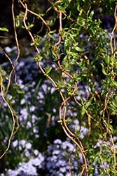 Scarlet Curls Willow (Salix 'Scarlet Curls') at Lakeshore Garden Centres