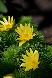 Spring Adonis (Adonis vernalis) at Lakeshore Garden Centres