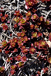 Ruby Mantle Stonecrop (Sedum spurium 'Ruby Mantle') at Lakeshore Garden Centres