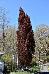 Rohan Obelisk Beech (Fagus sylvatica 'Rohan Obelisk') at Lakeshore Garden Centres