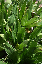 Agave-leaved Sea Holly (Eryngium agavifolium) at Lakeshore Garden Centres