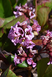 Rosi Klose Bergenia (Bergenia 'Rosi Klose') at Lakeshore Garden Centres