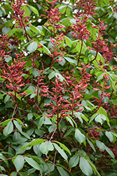 Splendens Red Buckeye (Aesculus pavia 'Splendens') at Lakeshore Garden Centres
