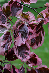 Tricolor Beech (Fagus sylvatica 'Roseomarginata') at Lakeshore Garden Centres