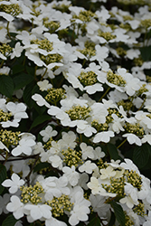 Doublefile Viburnum (Viburnum plicatum 'var. tomentosum') at Lakeshore Garden Centres