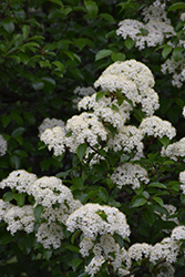 Blackhaw Viburnum (Viburnum prunifolium) at Lakeshore Garden Centres