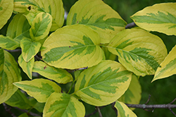First Lady Flowering Dogwood (Cornus florida 'First Lady') at Lakeshore Garden Centres