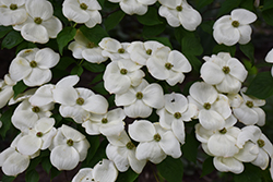 Saturn Flowering Dogwood (Cornus 'Saturn') at Lakeshore Garden Centres