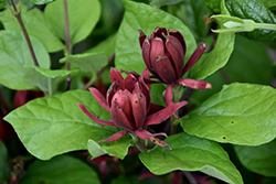 Michael Lindsey Sweetshrub (Calycanthus floridus 'Michael Lindsey') at Lakeshore Garden Centres