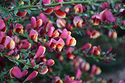 Burkwood's Broom (Cytisus x burkwoodii) at Lakeshore Garden Centres