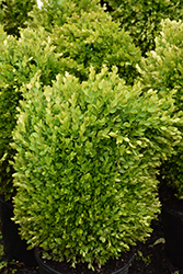 True Dwarf Boxwood (Buxus sempervirens 'True Dwarf') at Lakeshore Garden Centres