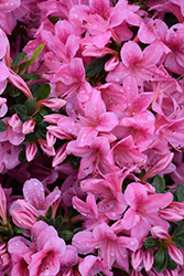 Aphrodite Rhododendron (Rhododendron 'Aphrodite') at Lakeshore Garden Centres
