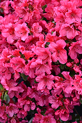 Girard's Crimson Azalea (Rhododendron 'Girard's Crimson') at Lakeshore Garden Centres