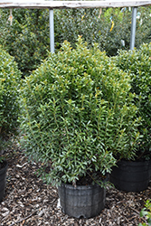 Compact Inkberry Holly (Ilex glabra 'Compacta') at Lakeshore Garden Centres