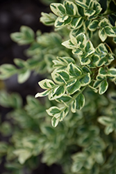 Golden Variegated Boxwood (Buxus sempervirens 'Aureovariegata') at Lakeshore Garden Centres