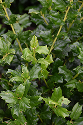 China Girl Meserve Holly (Ilex x meserveae 'China Girl') at Lakeshore Garden Centres