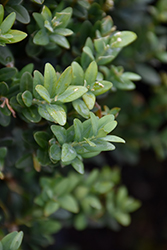 Newport Blue Boxwood (Buxus sempervirens 'Newport Blue') at Lakeshore Garden Centres