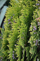 Westmont Arborvitae (Thuja orientalis 'Westmont') at Lakeshore Garden Centres