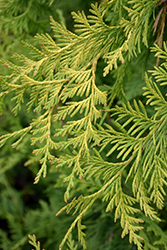 Sunshine Arborvitae (Thuja plicata 'Sunshine') at Lakeshore Garden Centres