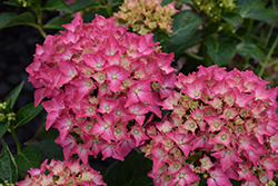 Pink Elf Dwarf Hydrangea (Hydrangea macrophylla 'Pink Elf') at Lakeshore Garden Centres
