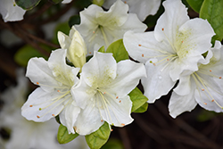 Glacier Azalea (Rhododendron 'Glacier') at Lakeshore Garden Centres