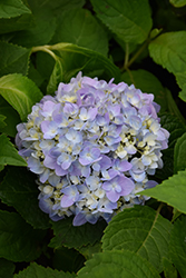 Let's Dance Moonlight Hydrangea (Hydrangea macrophylla 'Robert') at Lakeshore Garden Centres