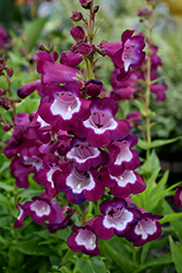 Pretty Petticoat Beard Tongue (Penstemon 'Pretty Petticoat') at Lakeshore Garden Centres