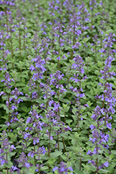 Blue Wonder Catmint (Nepeta x faassenii 'Blue Wonder') at Lakeshore Garden Centres