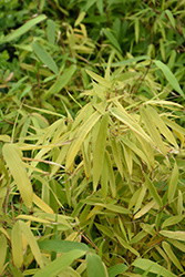 Sunset Glow Clump Bamboo (Fargesia rufa 'Sunset Glow') at Lakeshore Garden Centres
