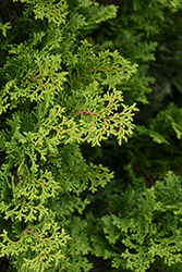 Tempelhof Falsecypress (Chamaecyparis obtusa 'Tempelhof') at Lakeshore Garden Centres
