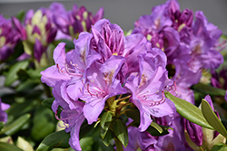Boursault Rhododendron (Rhododendron catawbiense 'Boursault') at Lakeshore Garden Centres